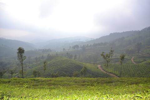 Talayar Tea Factory