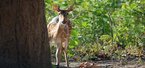 Book Jungle Safari in Rajaji National Park & Tiger Reserve