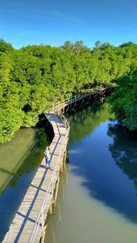 Mangrove Forest Management Center Region I