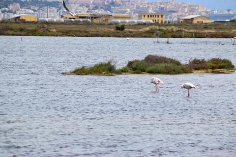 Laguna di Santa Gilla