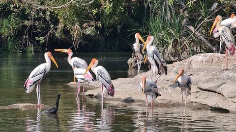 Ranganatittu Bird Sanctuary