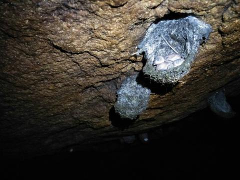 Swiftlet Cave Munnar