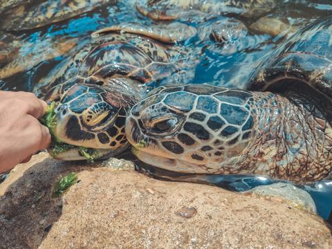 Jozani Sea Turtle and Tortoise Sanctuary