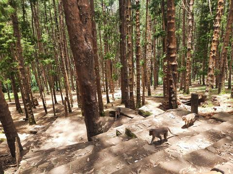 Pine Forest Ooty