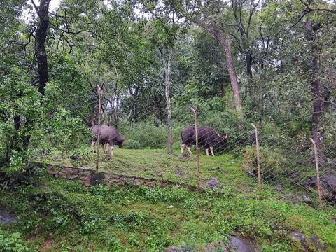 Sandalwood Forest