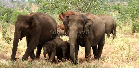 Srilankan Safari