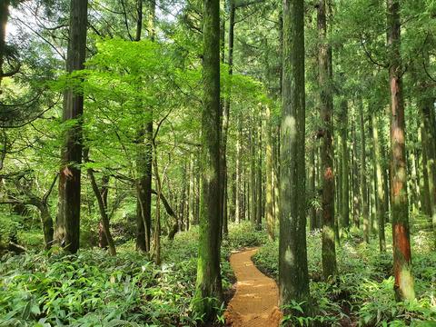 Saryeoni Forest Path