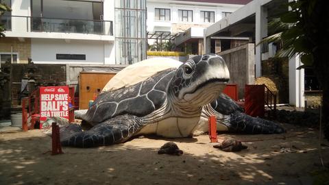 Bali Sea Turtle Society