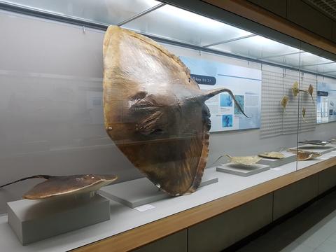 Busan Marine Natural History Museum