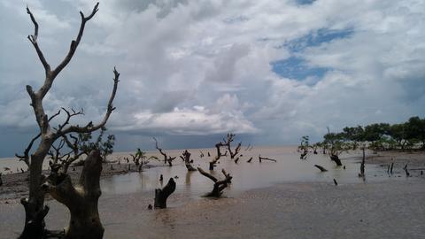 Bichitrapur Mangrove Sanctuary