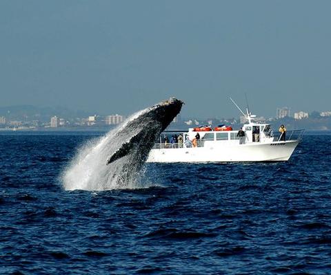 Seattle Orca Whale Watching