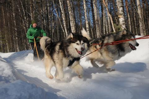 Husky-Park