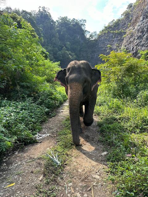 Krabi Elephant Green Sanctuary