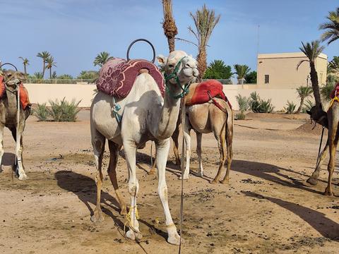 palmeraie marrakech chameau
