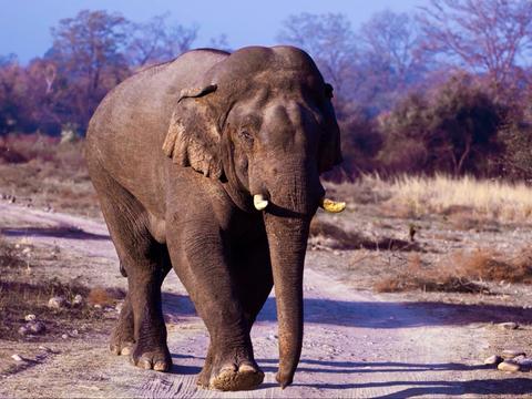 Rajaji National Park