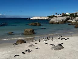 Boulders Penguin Colony