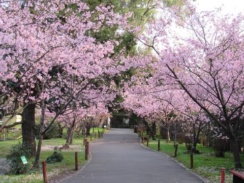 Jardín Japonés