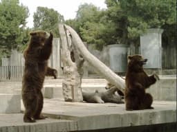 Zoo Aquarium de Madrid
