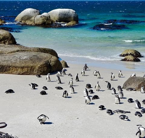 Boulders Beach