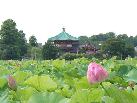 Shinobazu no Ike Pond